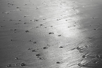 wet sands with shells on the beach 