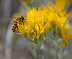 Bee Gathering Pollen on Chamisa Flowers