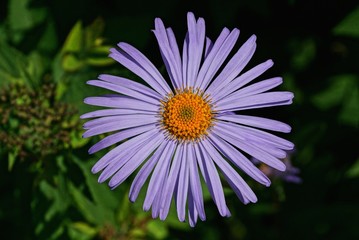  lilac bud of a wild flower on a green stalk