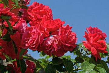  red rose buds on a bush with green leaves against a blue sky