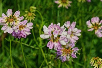 Obraz premium small wild colored round flowers of clover in nature