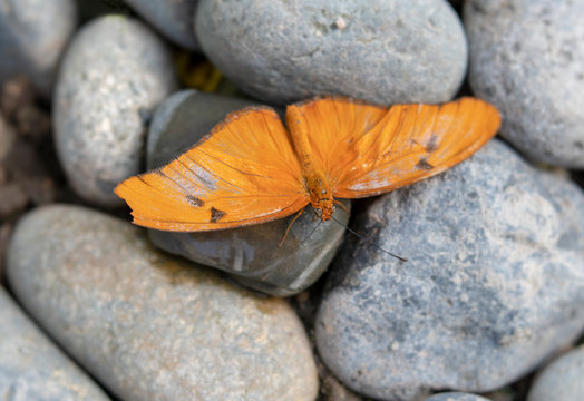 Orange Open-Winged Butterfly on Round Stones