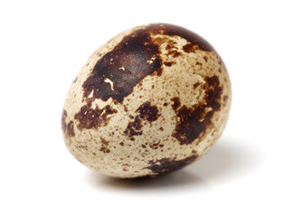 Obraz premium quail eggs isolated on white background