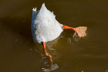 Diving duck go upside down in water with orange legs