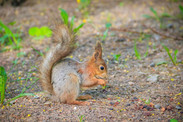 Naklejka na ściany i meble Squirrel eating a nutlet. Red squirrel. Squirrel is eating. Rodent. Animals of the park.