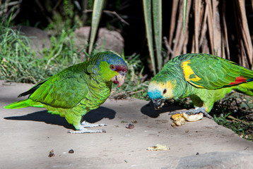 two green exotics parrots eating seeds