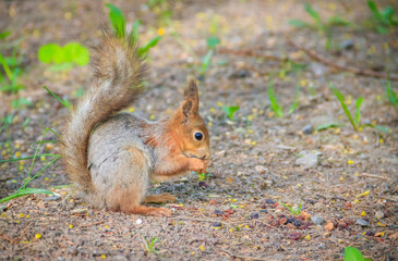 Naklejka na ściany i meble Squirrel eating a nutlet. Red squirrel. Squirrel is eating. Rodent. Animals of the park.