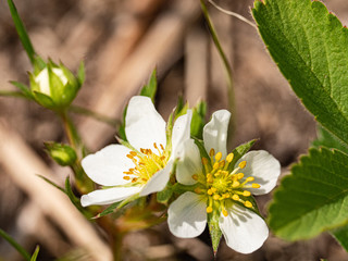 Blood Root flower in spring