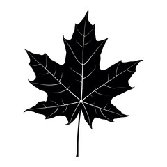 Maple leaf black silhouette isolated on white background. Vector