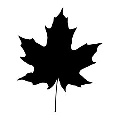 Maple leaf black silhouette isolated on white background. Vector
