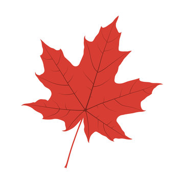 Canadian maple leaf silhouette isolated on white background. Vector