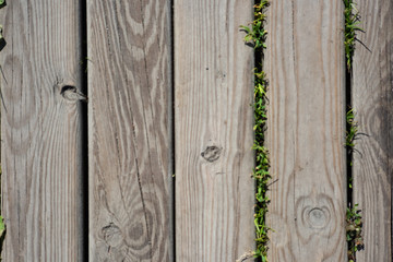 Grass grows through vertical planks on the ground