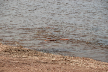 The Gulf of Finland . Summer sea in clear windless weather. Sea without waves.