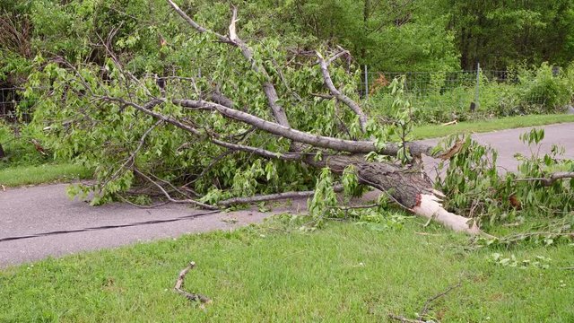 Downed power line caught in fallen tree on path after Tornado 4k