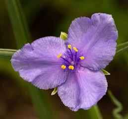 Wild Spyderwort in full bloom