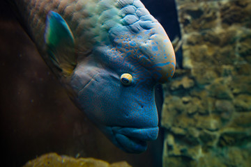 pesce napoleone © mallorca78