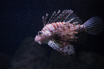 pesce scorpione © mallorca78