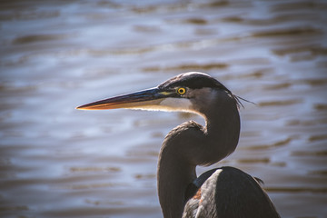 Watchful Gaze