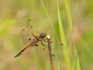 A dragonfly sits high on a weed in spring