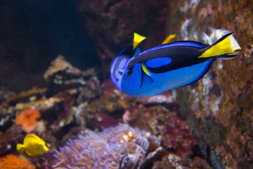 Fototapeta na wymiar pesce blu