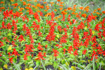 Salvia and tagetes in flowerbed