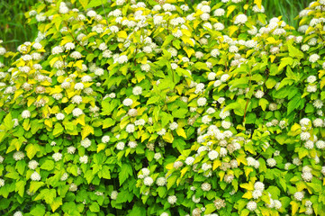 Spiraea japonica spring flower
