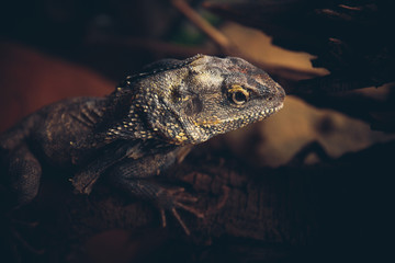 iguana