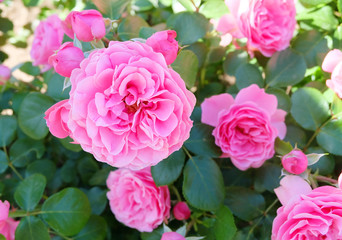 Pink floribunda roses blooming in a flowerbed in the park.