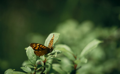 butterfly perched on a leaf. Close-up of the species Pararge Aegeria Family.-Nymphalidae.Vulgar name: Maculada or Butterfly of the walls.