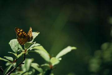 butterfly perched on a leaf. Close-up of the species Pararge Aegeria Family.-Nymphalidae.Vulgar name: Maculada or Butterfly of the walls.