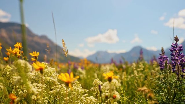 Looking around wild flowers in a meadow with mountains in the background