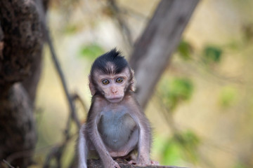 可愛いサル
