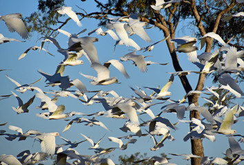 White birds or parrots called Corella's take flight in a large flock in country Australia.