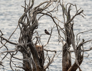 A Tree Swallow watches over it's nest