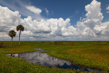 A sunny summer day at Paynes prairie in Gainesville Florida
