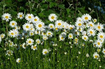 Plenty Daisies looking at sun.