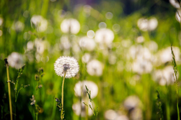 A field of dandelions. White dandelions. White flowers