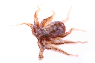 Octopus on a white background