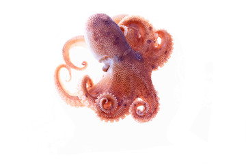 Octopus on a white background