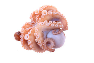 Octopus on a white background