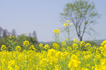 Yellow flower field in summer sunshine