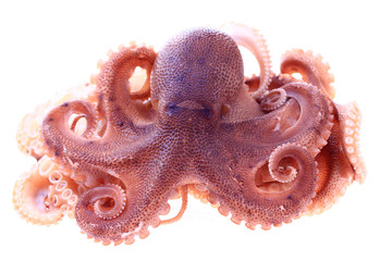 Octopus on a white background © pdm