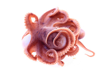 Octopus on a white background