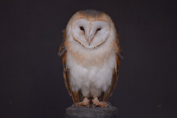 owl on black background