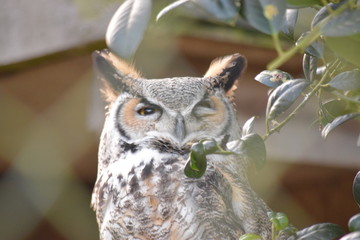 great horned owl