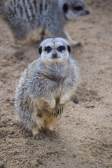 meerkat on guard