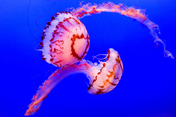 The Purple Striped Jelly (jellyfish)(Chrysaora colorata), commonly inhabits the  Pacific west coast...