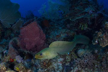Naklejka na ściany i meble A Green moray eel, Gymnothorax funebris, hunts for prey in the Caribbean Sea off the coast of Belize. This area is part of the Mesoamerican Barrier Reef, the second largest reef system on Earth.