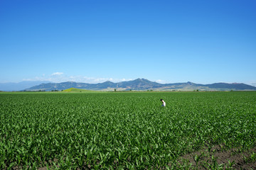 young adult beautiful woman in corn field of rural landscape in sunny day