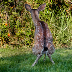 A  Columbian Black-tailed deer fawn (Odocoileus hemionus) pees in the grass in the hills of Monterey, California. The black-tail is a type of mule deer of the Pacific Northwest.  - obrazy, fototapety, plakaty